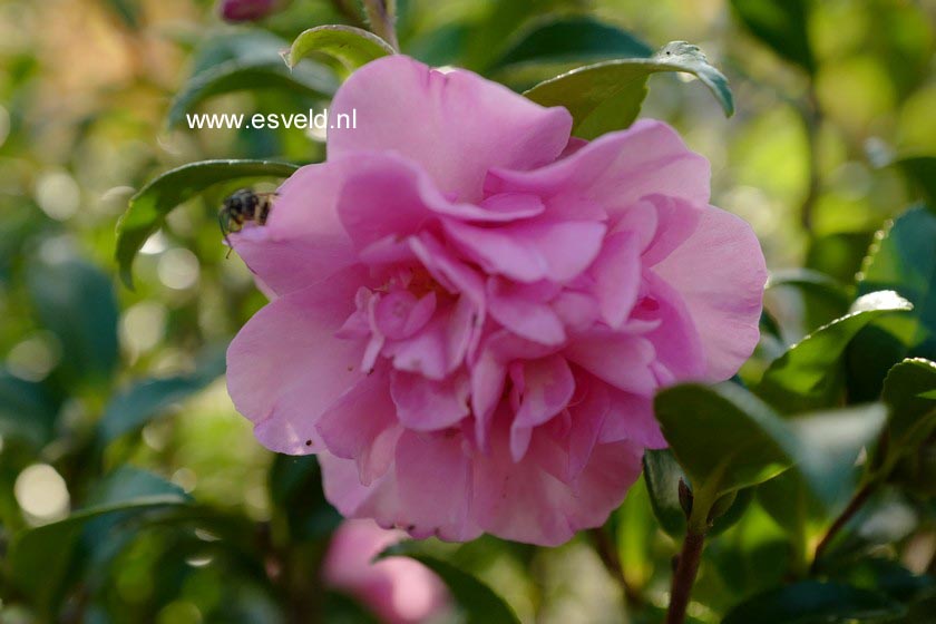 Camellia sasanqua 'Jennifer Susan'