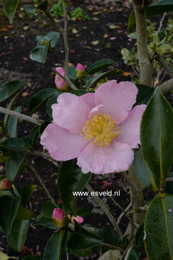 Camellia sasanqua 'Misty Moon' (C0013)