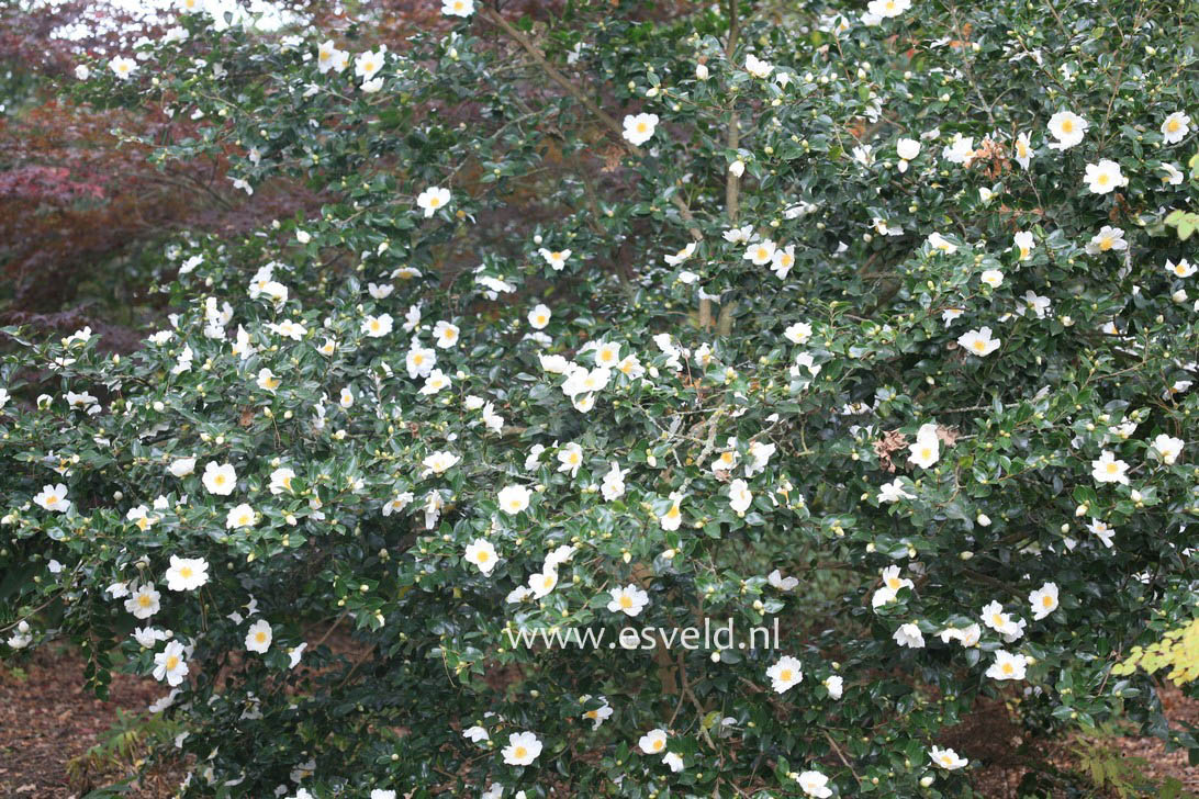 Camellia sasanqua 'Narumi-gata'