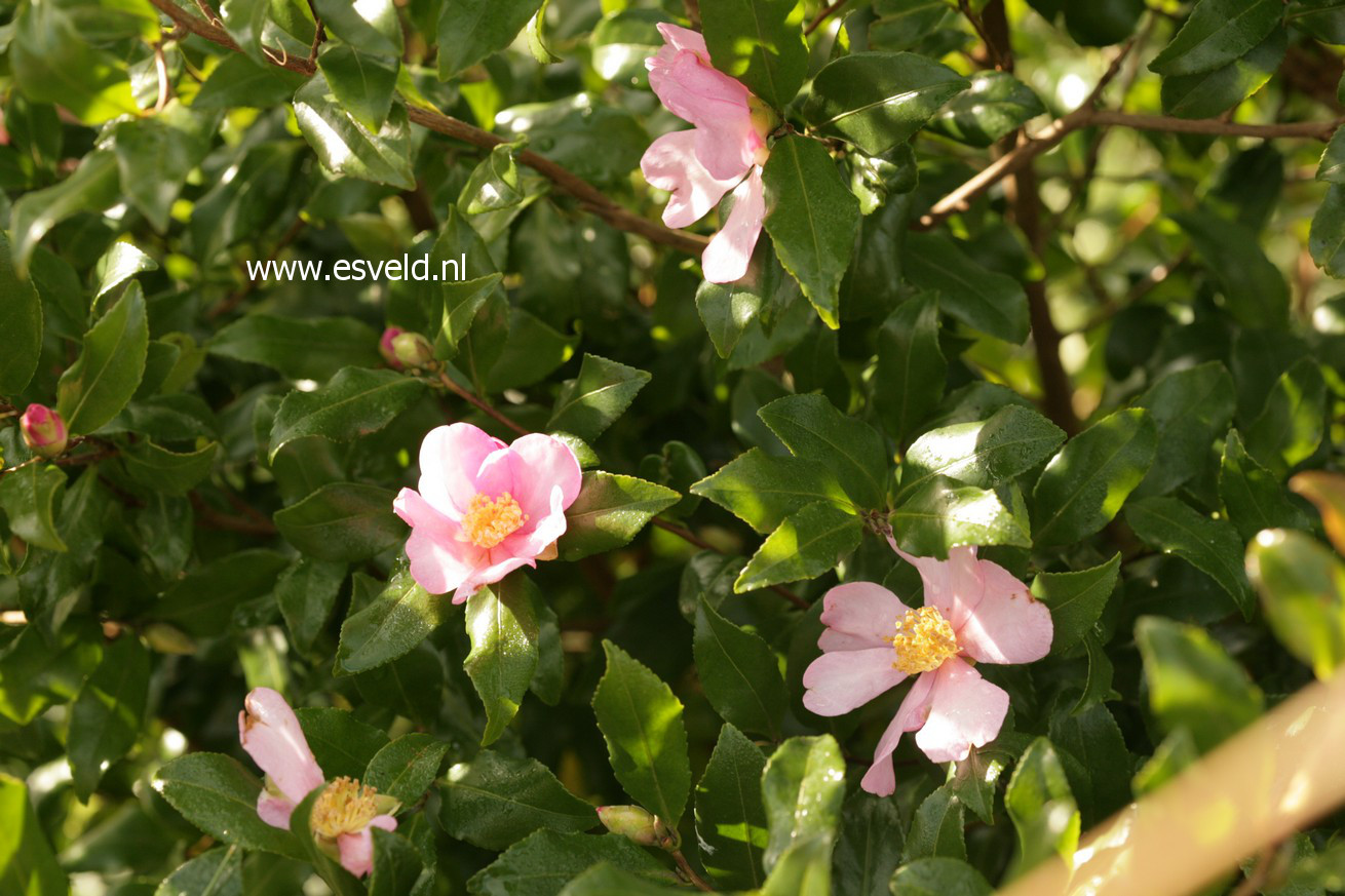 Camellia sasanqua 'New Dawn'