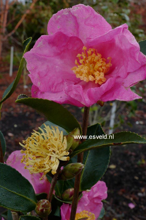 Camellia sasanqua 'Nodami-ushiro' (C0012)