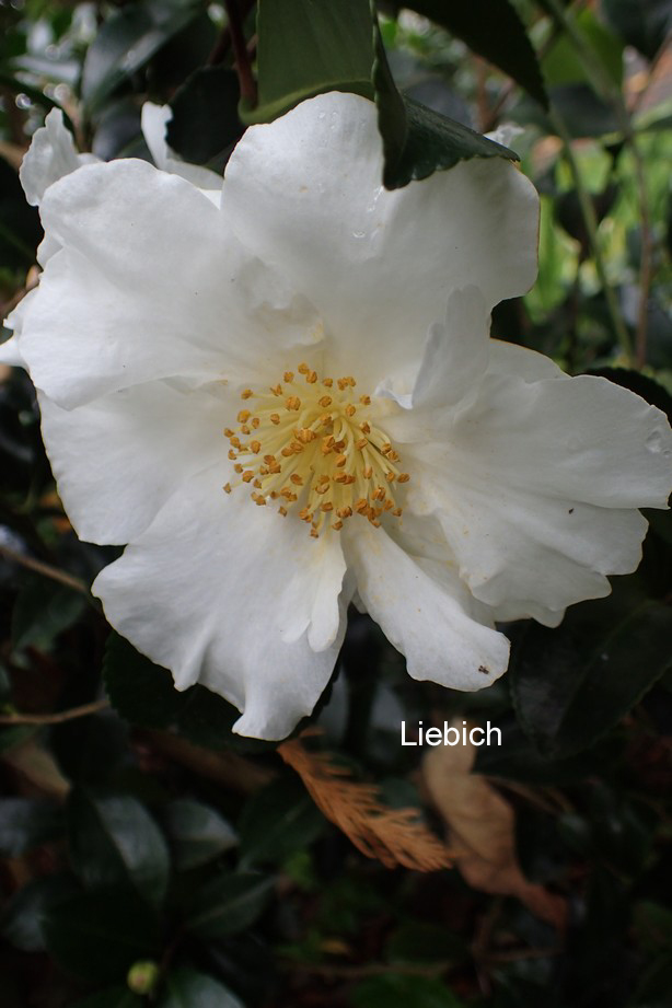 Camellia sasanqua 'Orcival'
