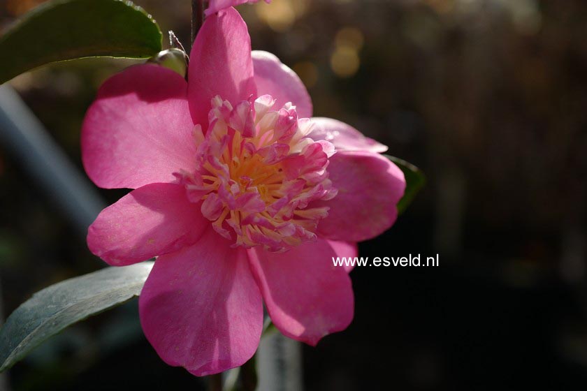 Camellia sasanqua 'Paradise Belinda' (C0071)