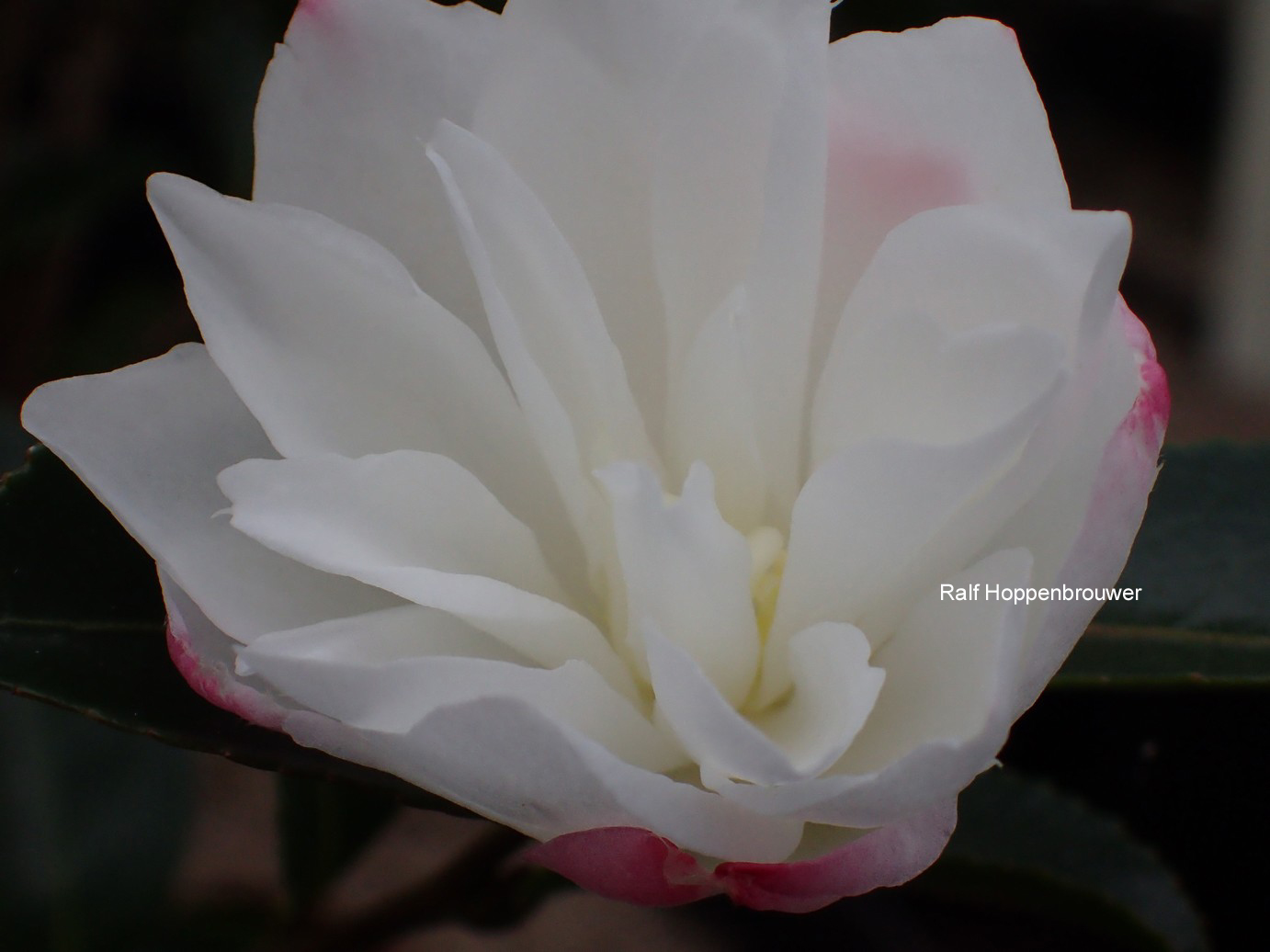 Camellia sasanqua 'Paradise Blush'