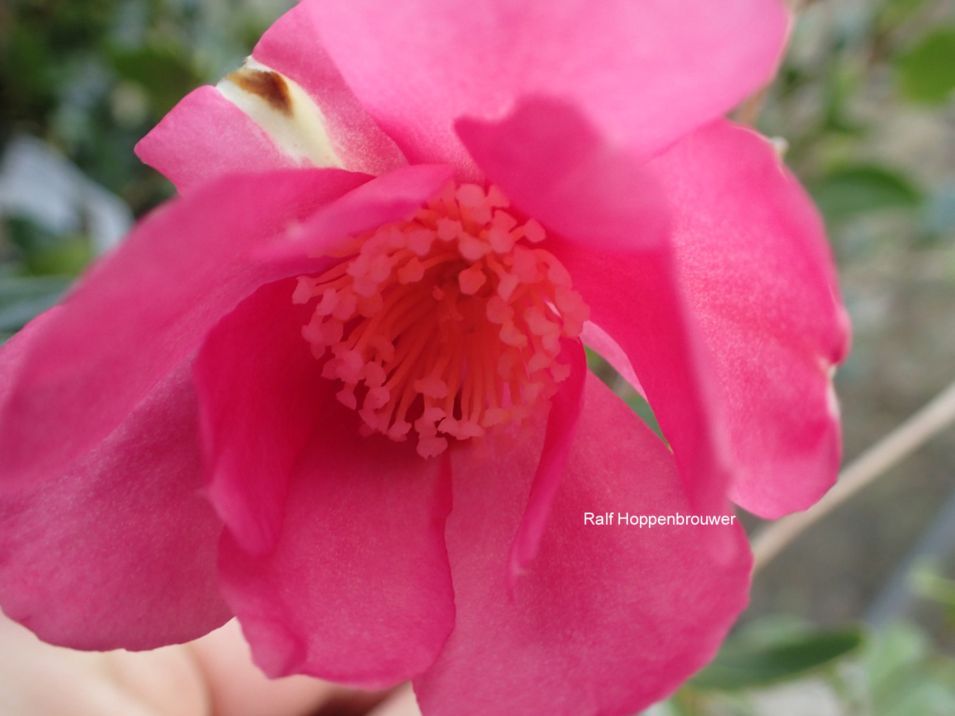 Camellia sasanqua 'Paradise Glow'