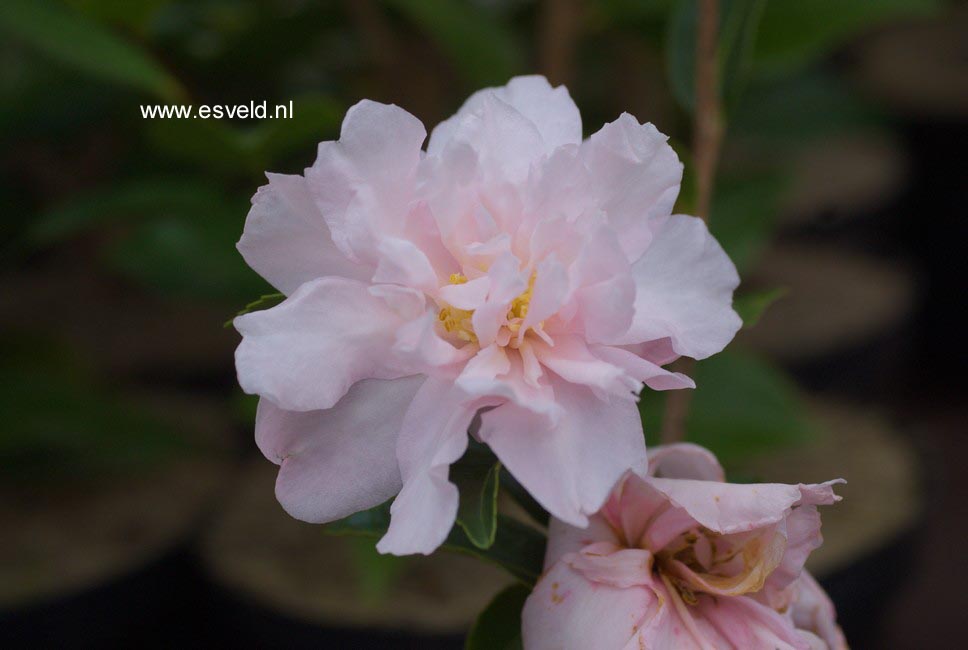 Camellia sasanqua 'Paradise Petite'