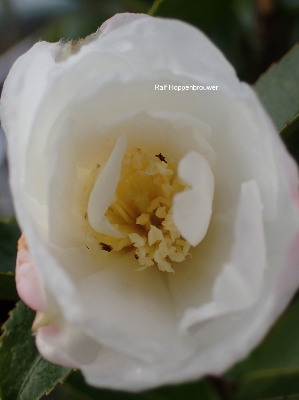 Camellia sasanqua 'Paradise Venessa'