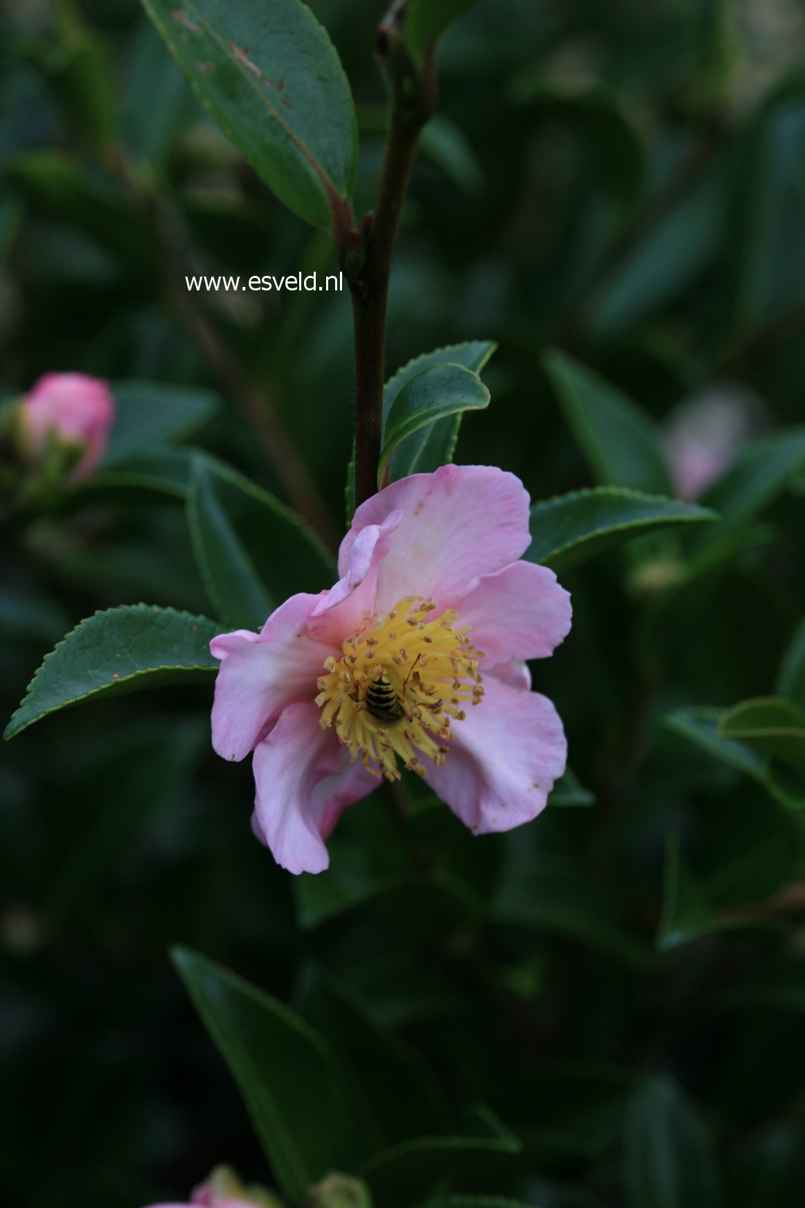 Camellia sasanqua 'Plantation Pink'