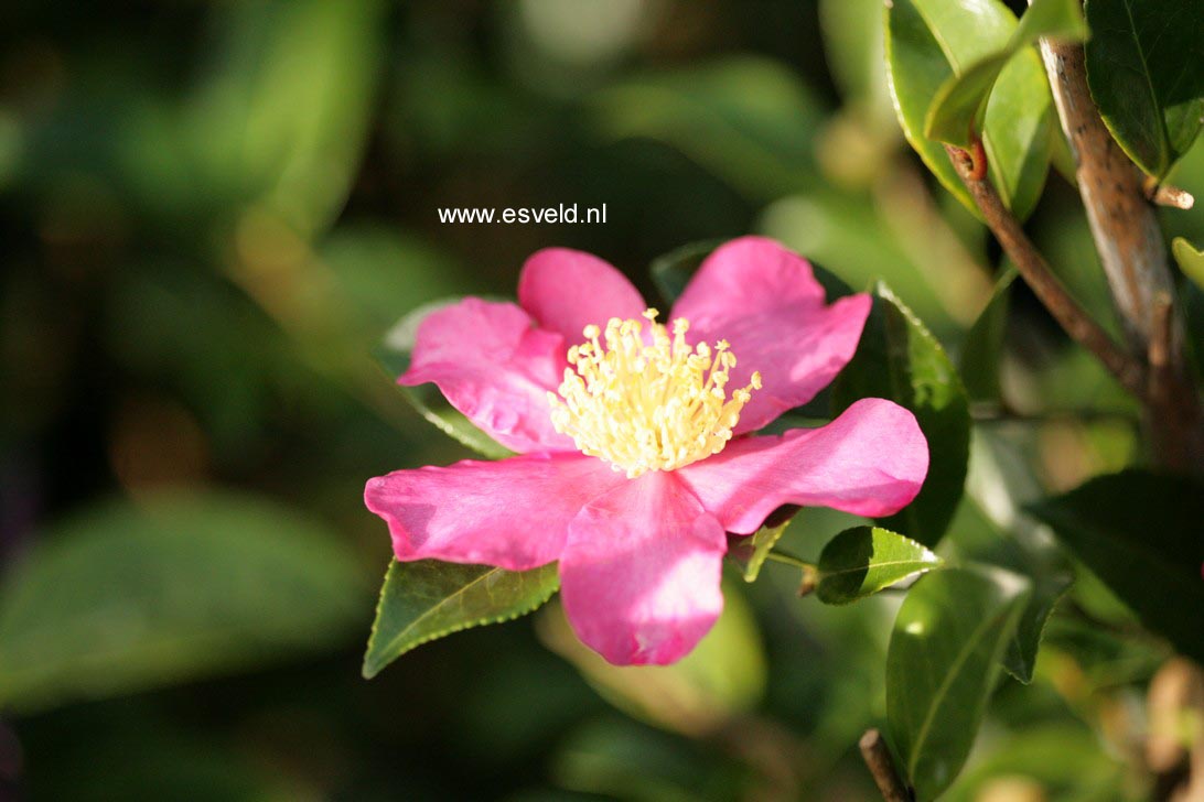 Camellia sasanqua 'Rubra'