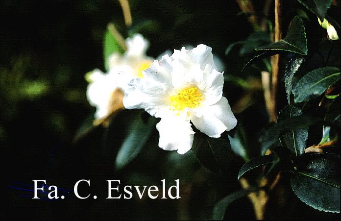 Camellia sasanqua 'Setsugekka' Camellia sasanqua 'Setsugekka'