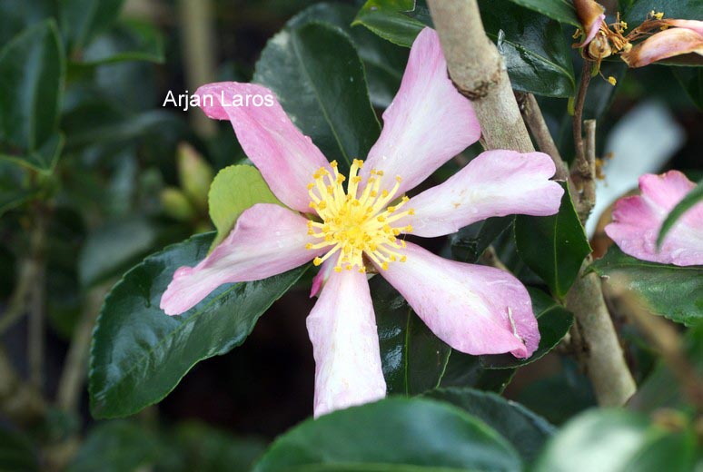 Camellia sasanqua 'Totenko' (87031)