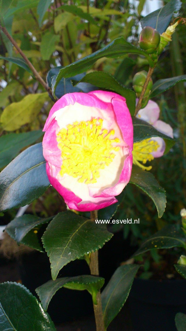 Camellia sasanqua 'Versicolor' (45103)
