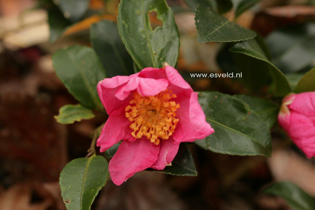 Camellia sasanqua 'Vicomte de Noailles'