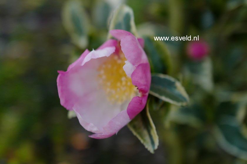 Camellia sasanqua f. variegata