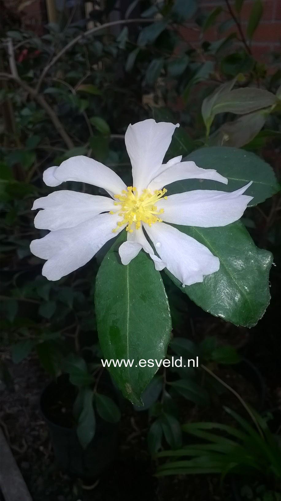 Camellia virgata (342)