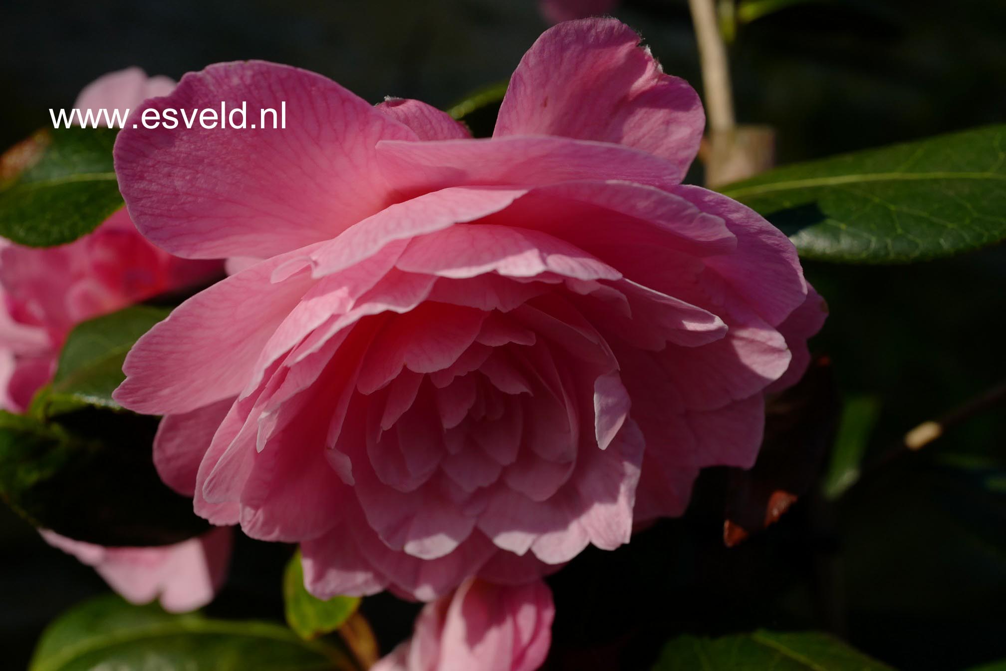 Camellia williamsii 'Dreamboat'