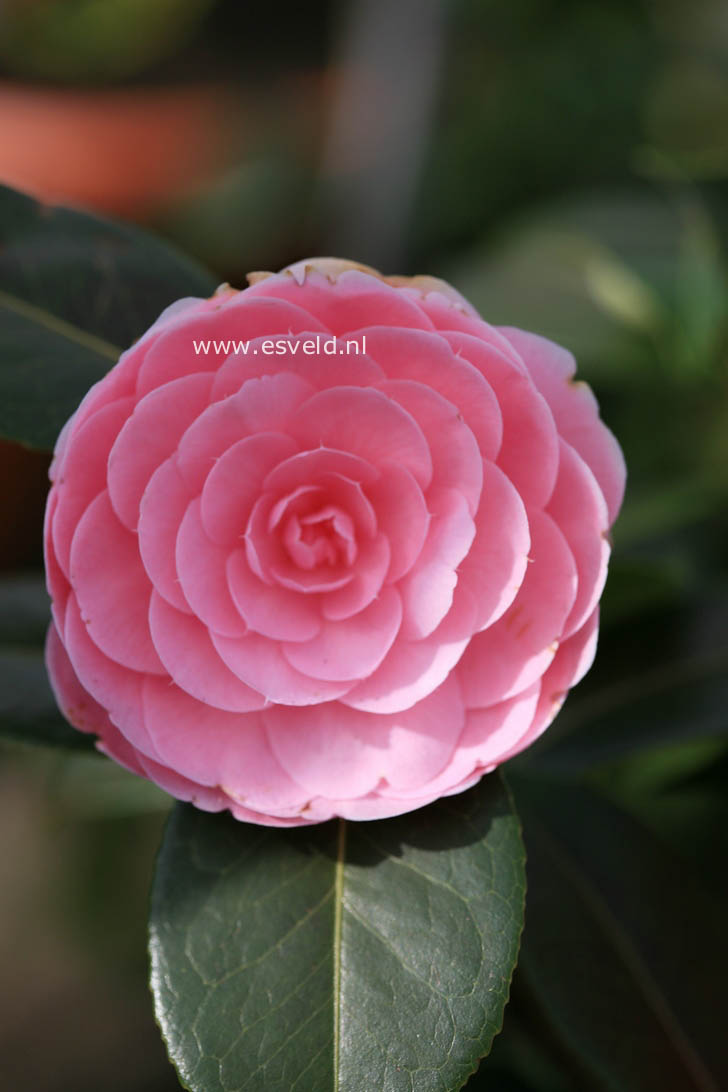 Camellia williamsii 'E.G. Waterhouse'