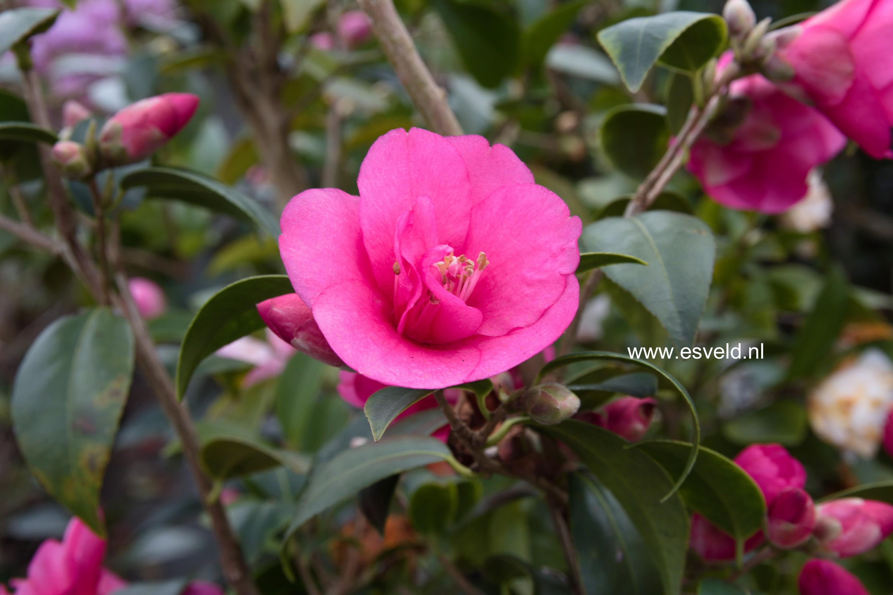 Camellia williamsii 'Gay Baby'
