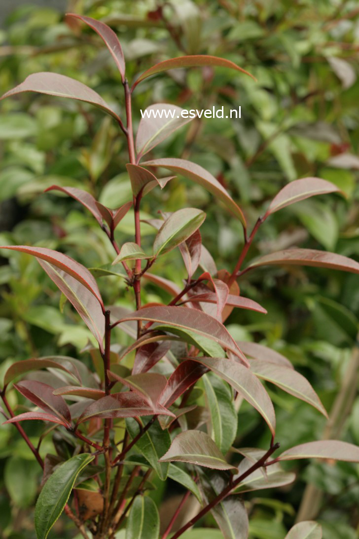 Camellia williamsii 'Night Rider' (38823)