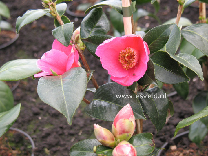 Camellia williamsii 'St. Ewe'