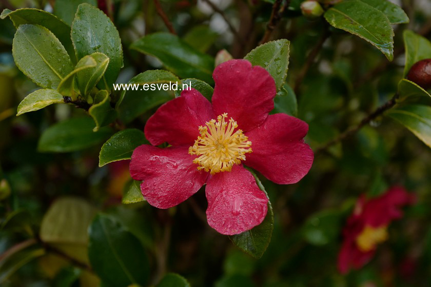 Camellia x vernalis 'Yuletide'
