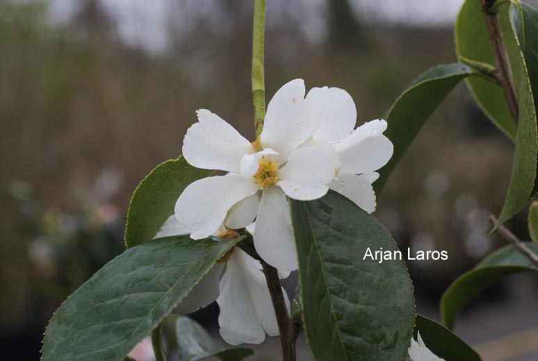 Camellia yuhsienensis