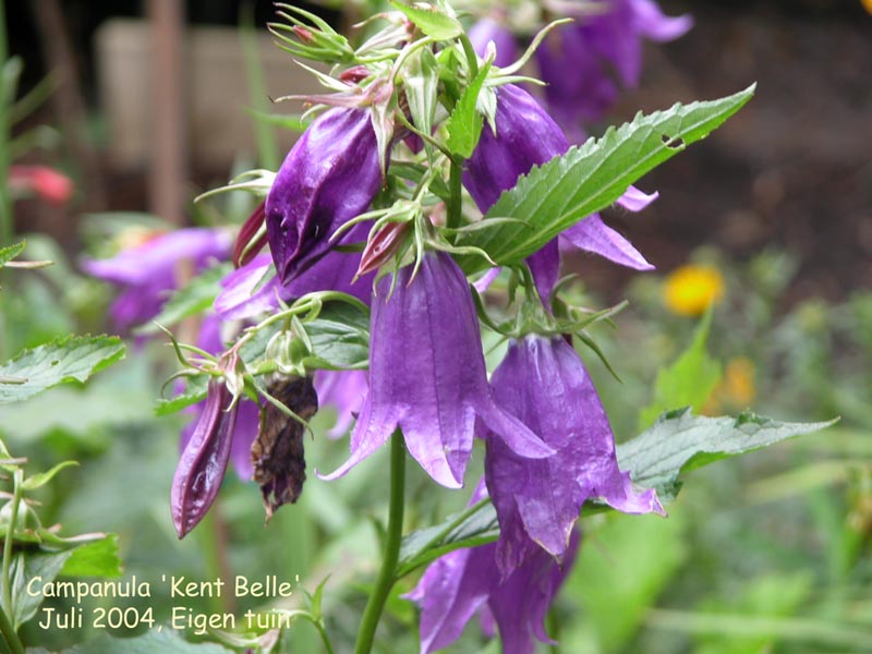 Campanula 'Kent Belle'