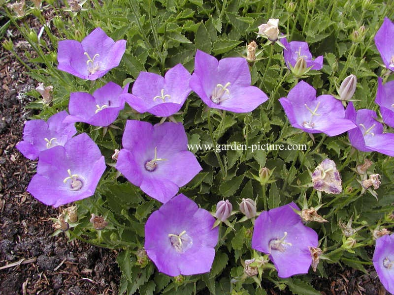 Campanula carpatica 'Karl Foerster'