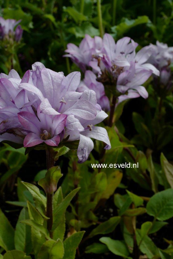 Campanula glomerata 'Caroline'