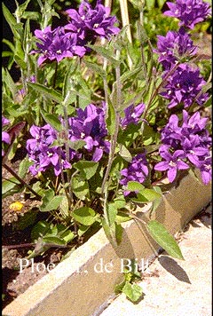 Campanula glomerata 'Joan Elliott'
