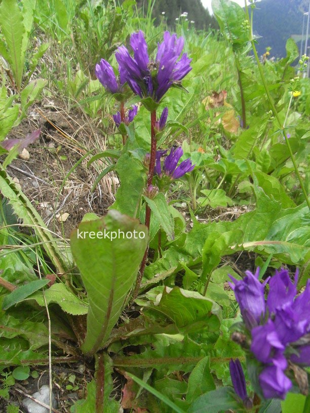 Campanula glomerata