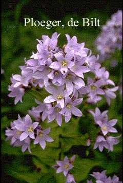Campanula lactiflora 'Selektie'