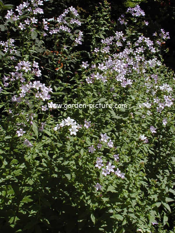 Campanula lactiflora