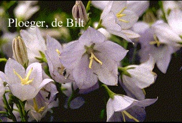 Campanula nitida Campanula nitida