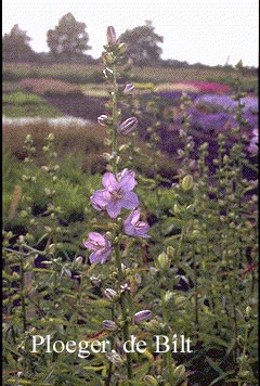 Campanula persicifolia ssp. sessiliflora Campanula persicifolia ssp. sessiliflora