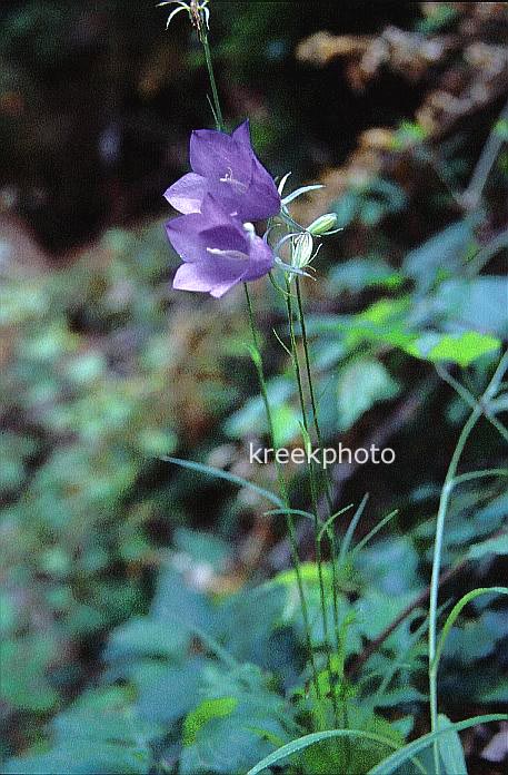 Campanula persicifolia