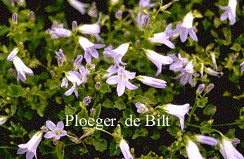 Campanula portenschlagiana 'Lieselotte'