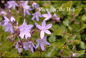Campanula poscharskyana 'Blauranke'