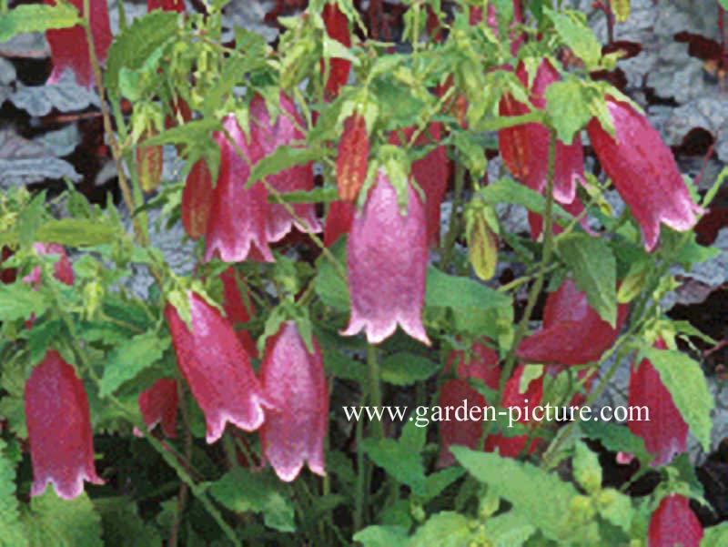 Campanula punctata 'Cherry Bells' Campanula punctata 'Cherry Bells'
