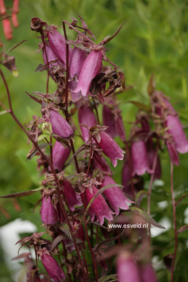 Campanula punctata 'Rubra' (58397)