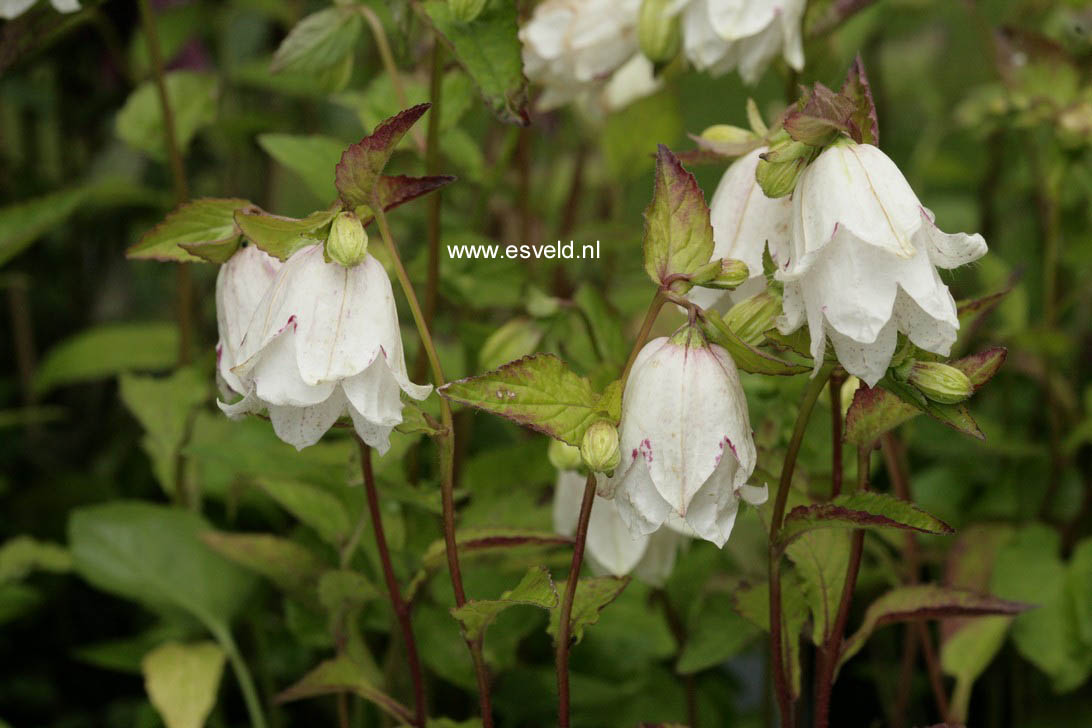 Campanula punctata 'Wedding Bells' (58470)