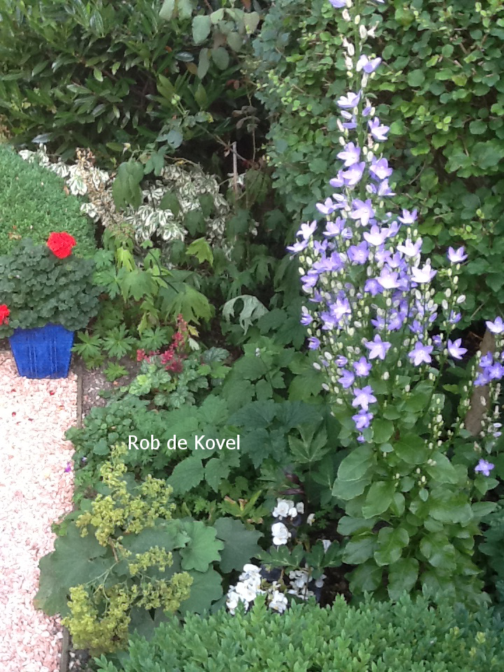 Campanula pyramidalis (81018)