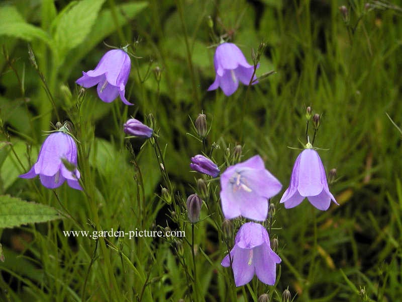 Campanula rotundifolia 'Olympica'