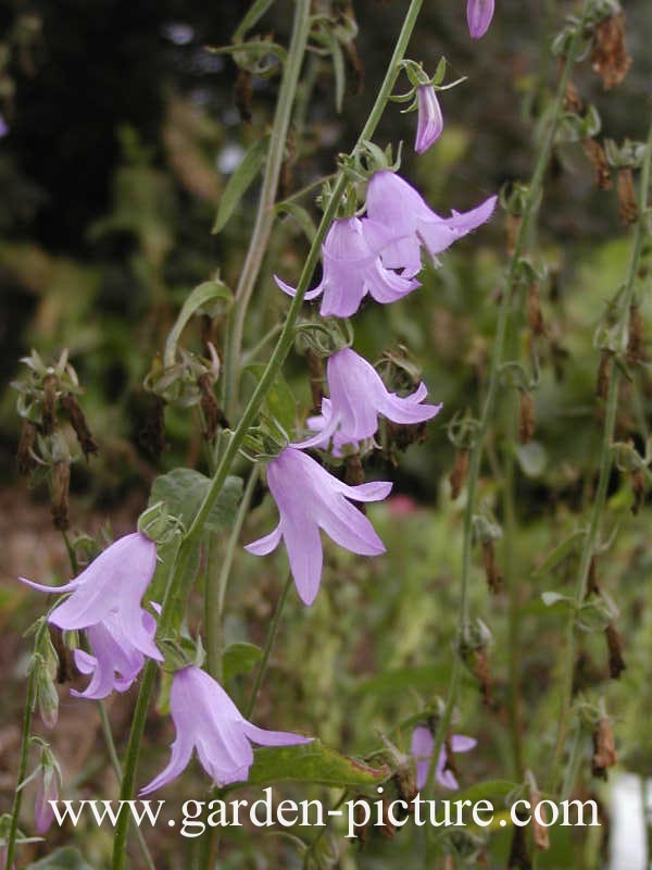 Campanula sarmatica 'Hemelstraling'