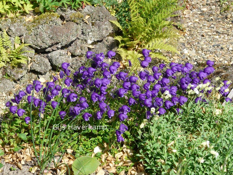 Campanula x pulloides 'G.F. Wilson'