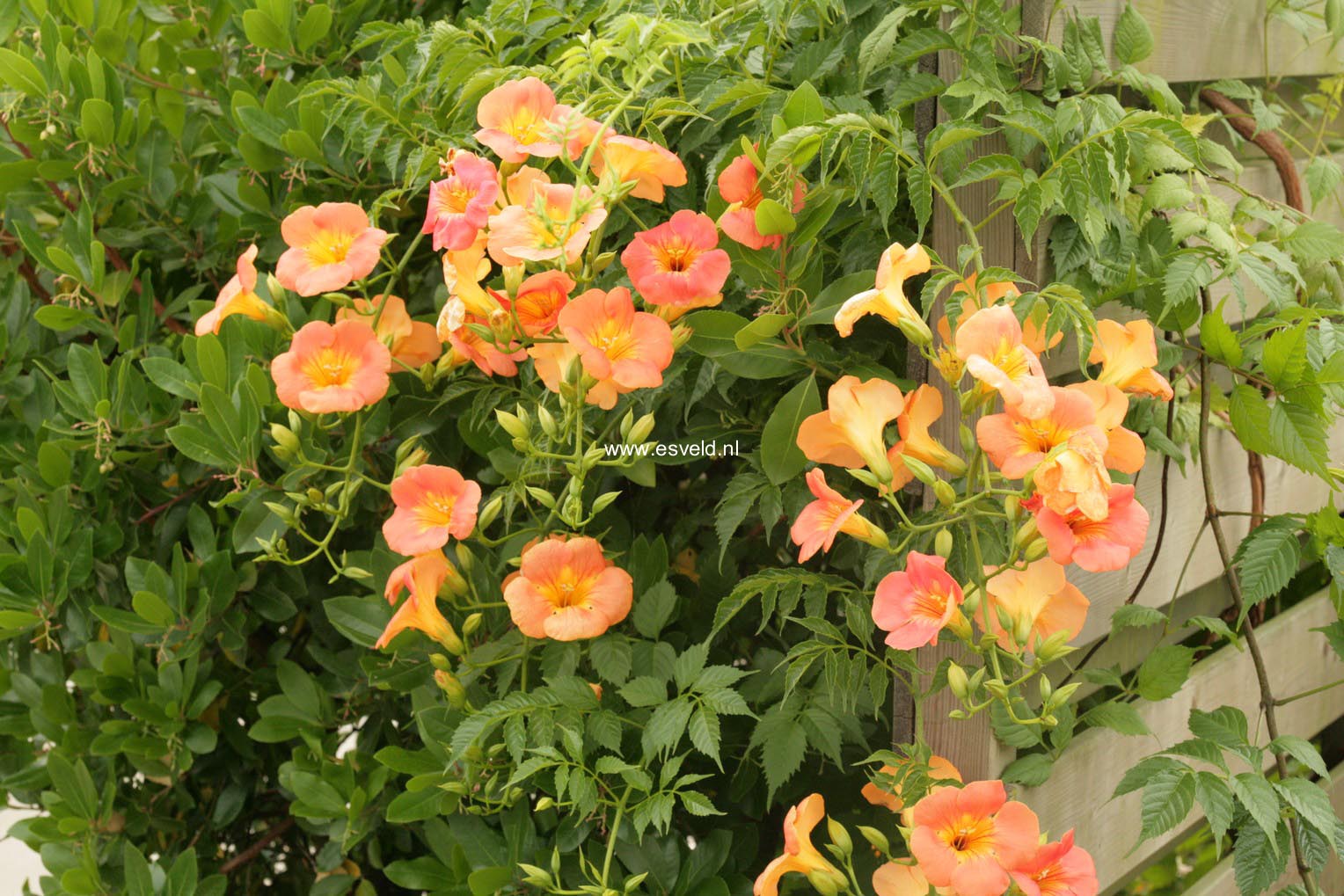 Campsis grandiflora 'Fransa'