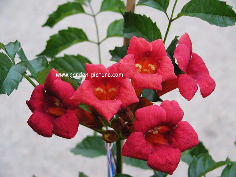 Campsis radicans 'Huitan' (TANGO)