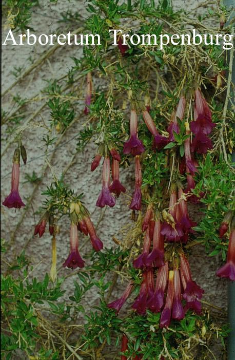 Cantua buxifolia Cantua buxifolia