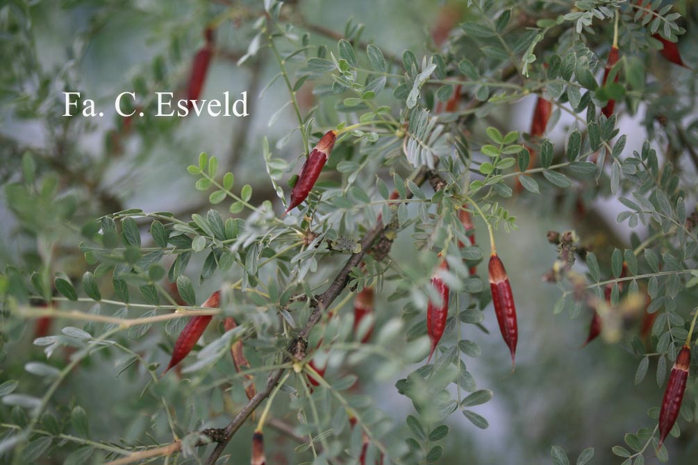 Caragana korshinskii (21369)