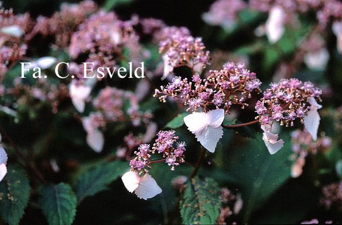 Cardiandra formosana